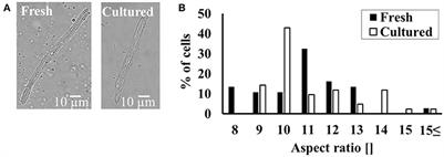 A Method Sustaining the Bioelectric, Biophysical, and Bioenergetic Function of Cultured Rabbit Atrial Cells